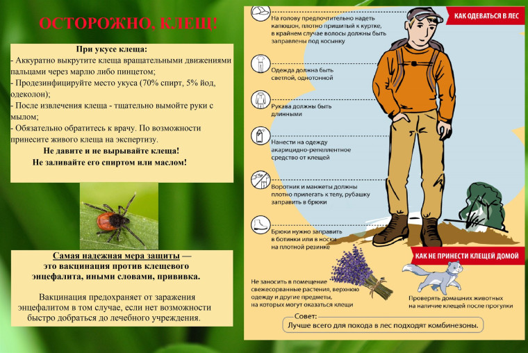 "Горячая линия" по профилактике клещевого энцефалита.